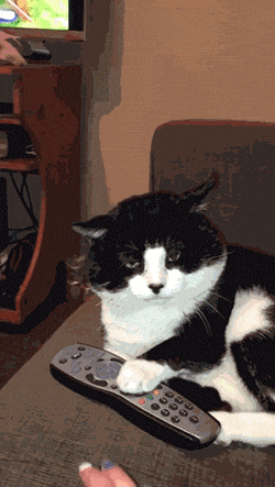 16814232531325.gif